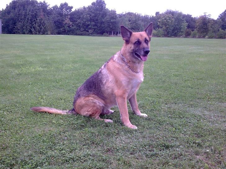 Schæferhund King *RIP* billede 3