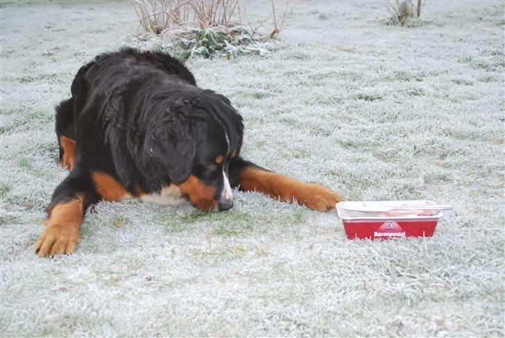 Berner sennenhund Harthins Kenya - Mor må jeg ikke nok få leverposteg snart??? billede 8