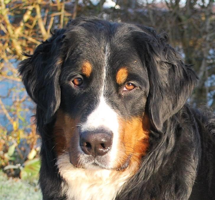 Berner sennenhund Harthins Kenya billede 9