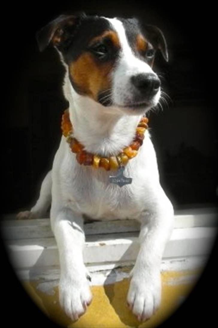 Jack russell terrier Buster - Ååh Hvor livet dog skøøøønt!! billede 1