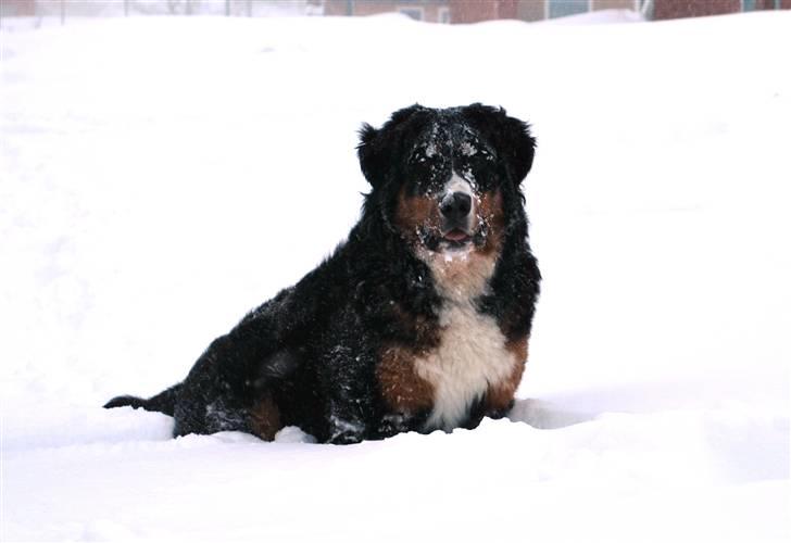 Berner sennenhund Harthins Kenya - Kenya elsker sne, hun går helt amok i det :) billede 10