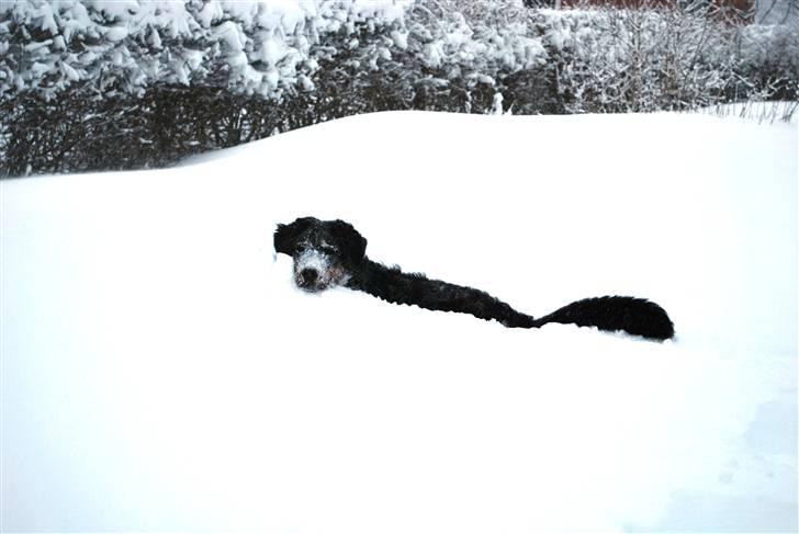 Berner sennenhund Harthins Kenya - Kenya gemt væk i sneen, Januar 2010 billede 11
