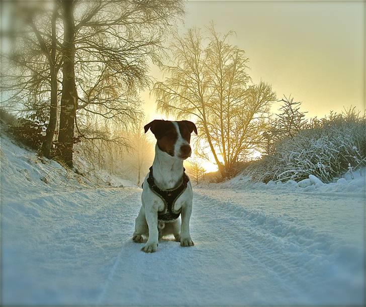 Jack russell terrier Buster - Jeg elsker at være ude.. billede 2