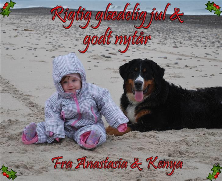 Berner sennenhund Harthins Kenya - Årets julekort :) billede 12