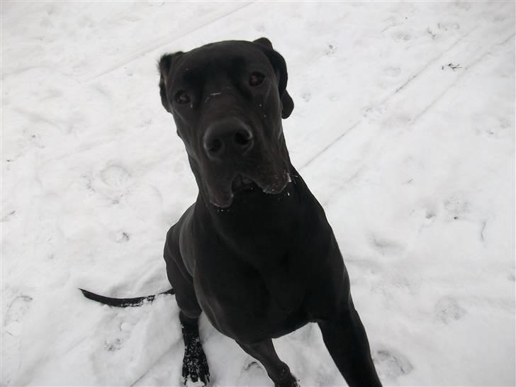 Grand danois Dagmar billede 19