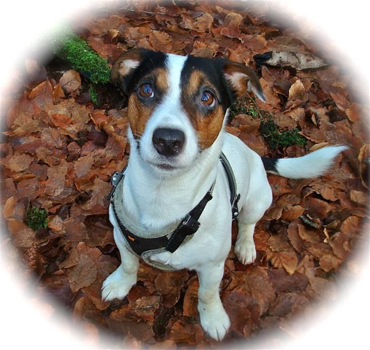 Jack russell terrier Buster - Åh ha nu igen, nu må det da snart være nok med alle de billeder.. billede 3