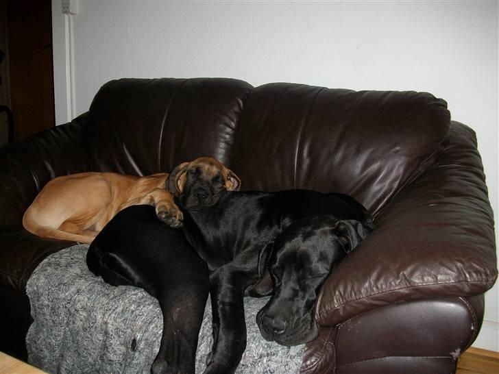 Grand danois Dagmar billede 20