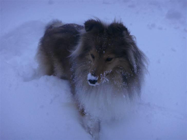 Shetland sheepdog Hekilas Only Ophelia - sne er da bare det bedste XD billede 9
