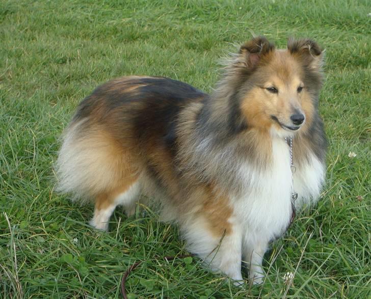 Shetland sheepdog Saphire - velkommen til Firse´s profil :D  billede 1