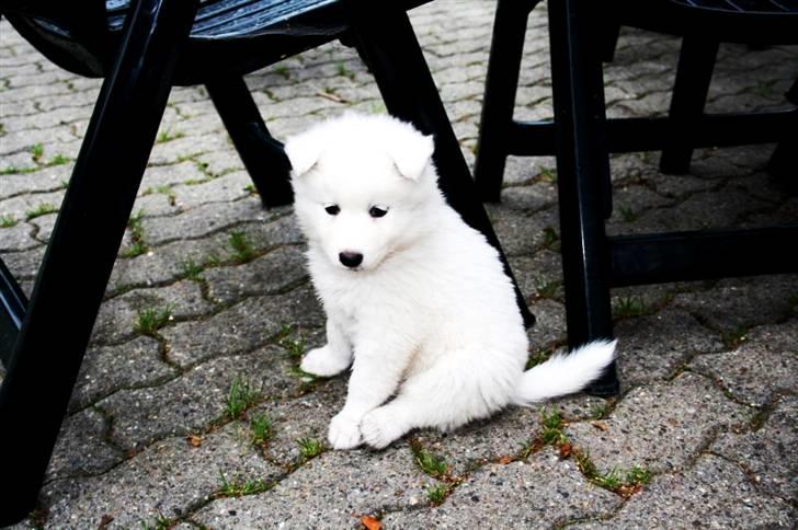 Samojedhund Dina - Dina som lille :) billede 14