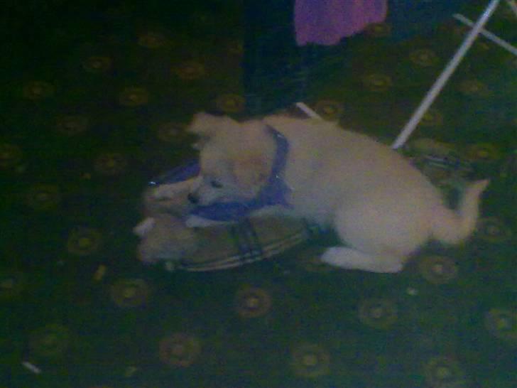 Blanding af racer Nala billede 1