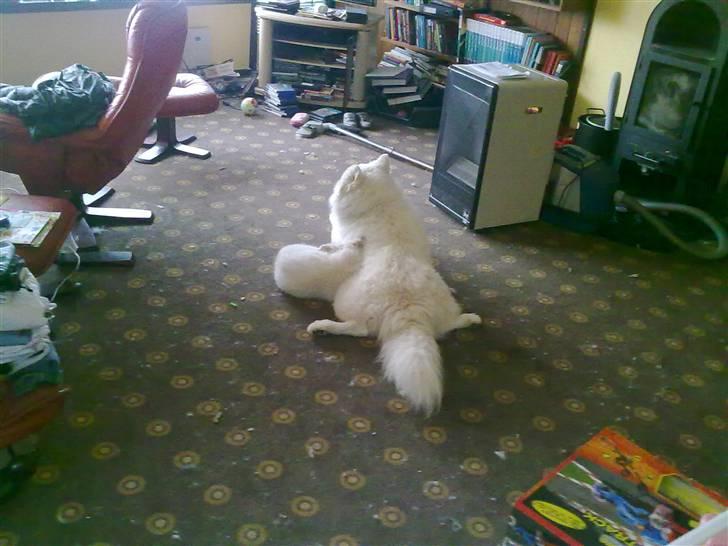 Blanding af racer Nala billede 2