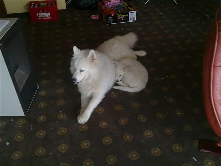 Blanding af racer Nala billede 3