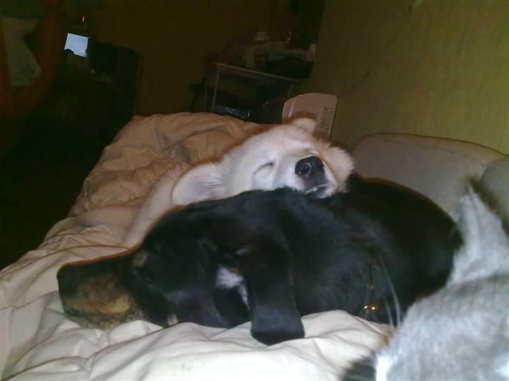 Blanding af racer Nala billede 4