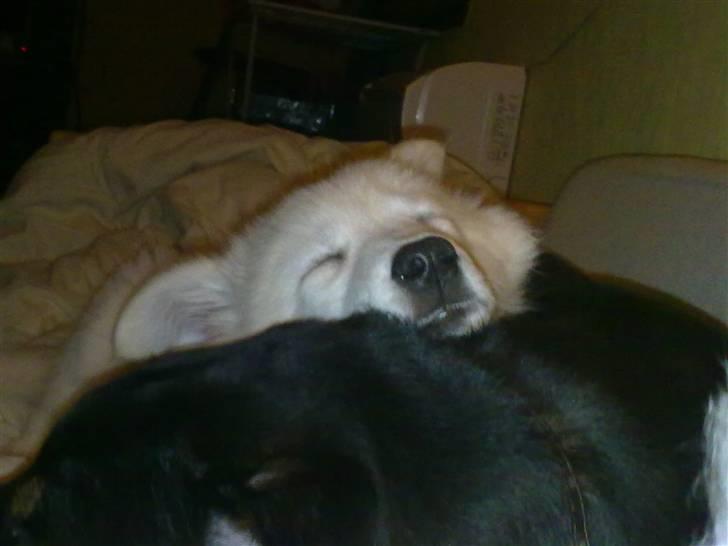 Blanding af racer Nala billede 5