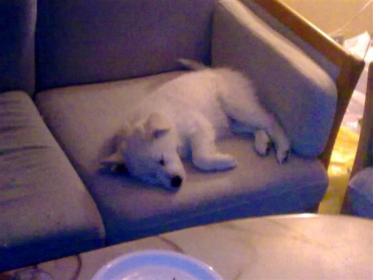 Blanding af racer Nala billede 6