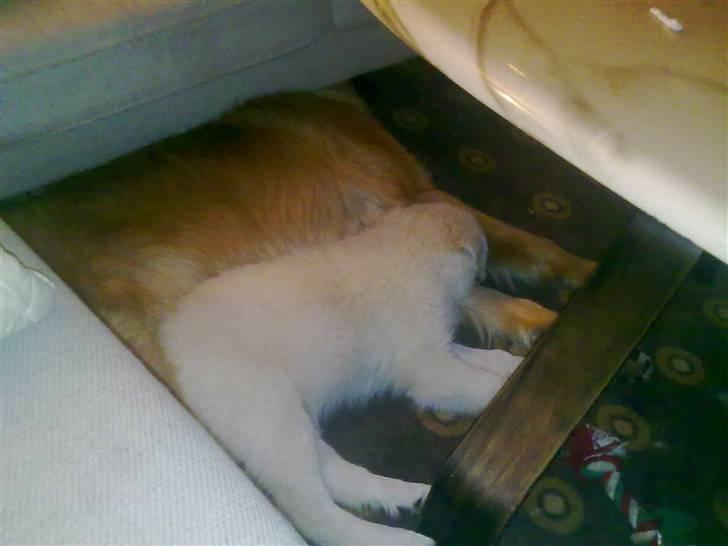 Blanding af racer Nala billede 7