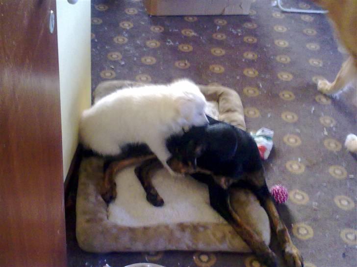 Blanding af racer Nala billede 8