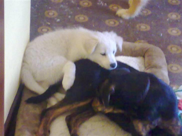 Blanding af racer Nala billede 9