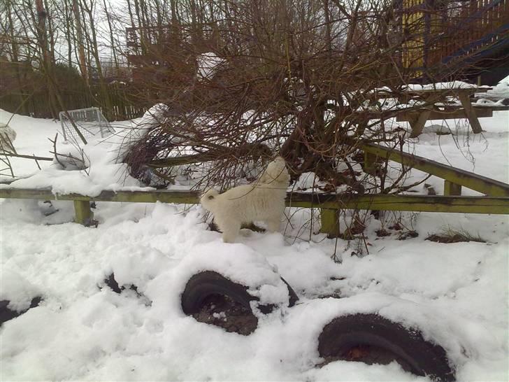 Blanding af racer Nala billede 10