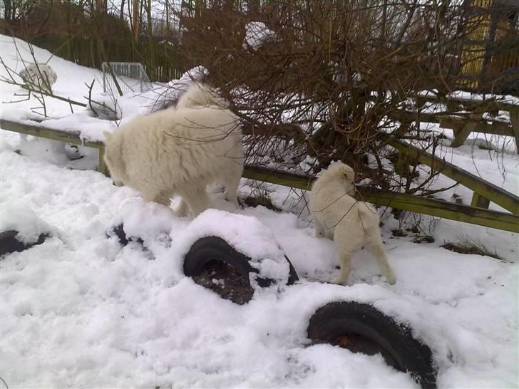 Blanding af racer Nala billede 11