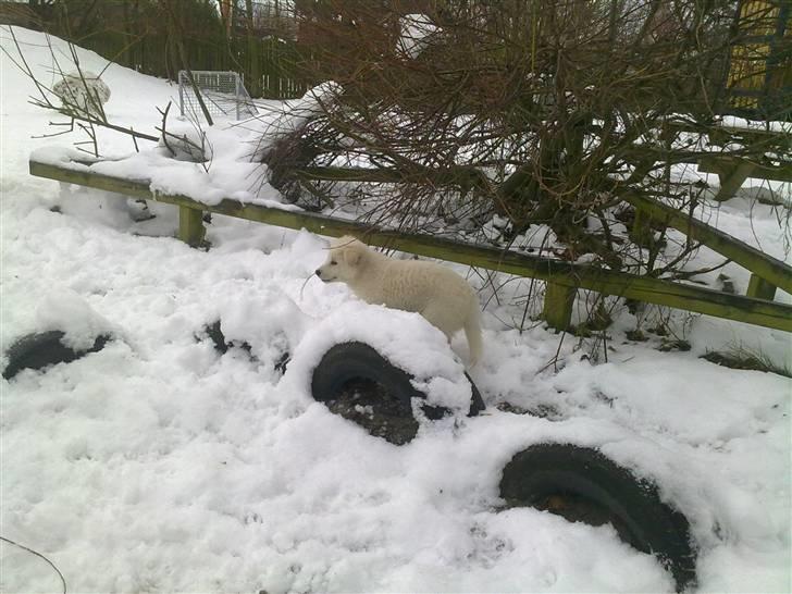 Blanding af racer Nala billede 12