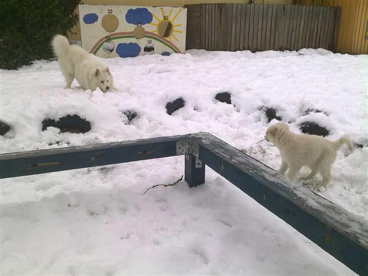 Blanding af racer Nala billede 13