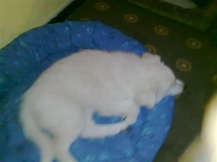 Blanding af racer Nala billede 14