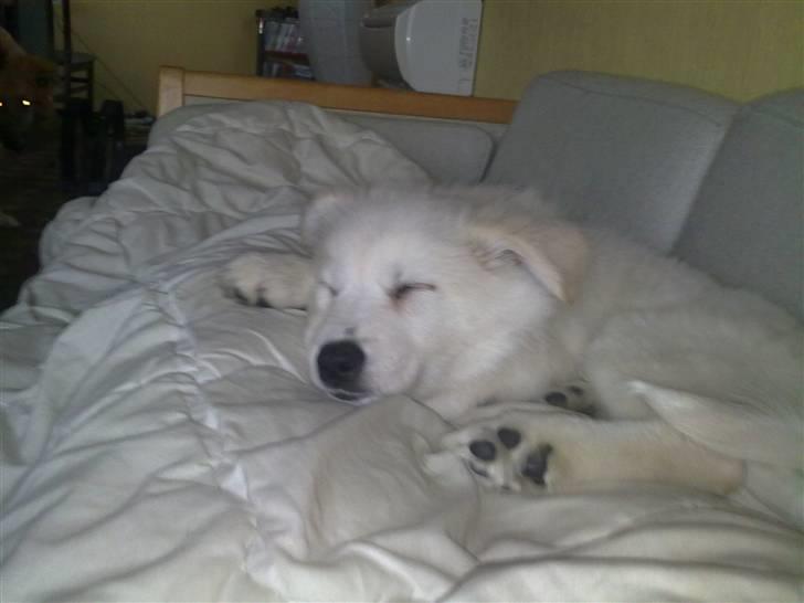 Blanding af racer Nala billede 15