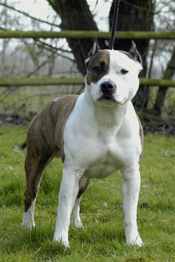 Amerikansk staffordshire terrier Chester "US Champ" billede 2
