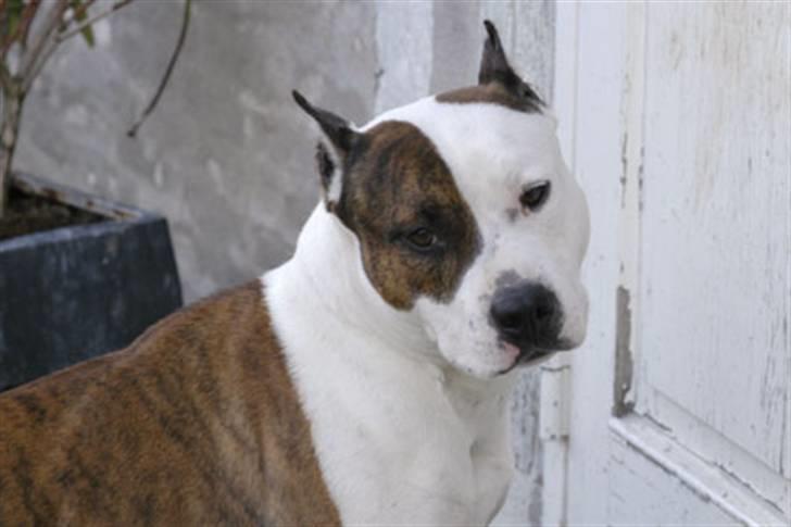 Amerikansk staffordshire terrier Chester "US Champ" billede 3