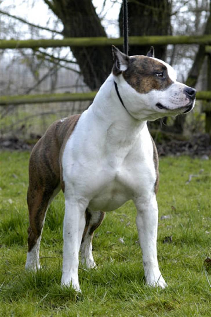 Amerikansk staffordshire terrier Chester "US Champ" billede 4