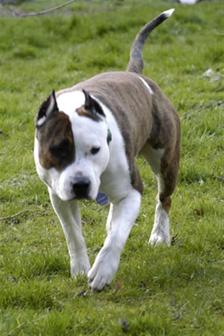 Amerikansk staffordshire terrier Chester "US Champ" billede 5