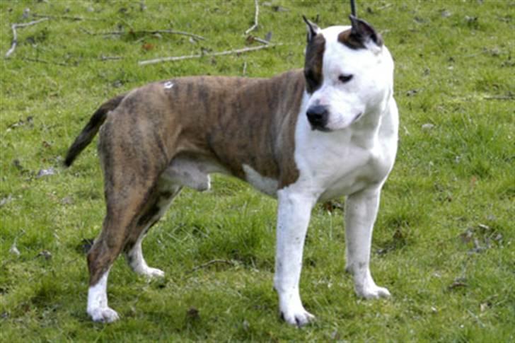 Amerikansk staffordshire terrier Chester "US Champ" billede 6