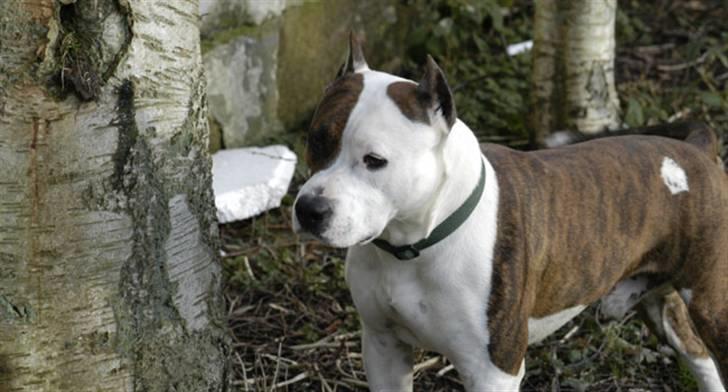 Amerikansk staffordshire terrier Chester "US Champ" billede 7