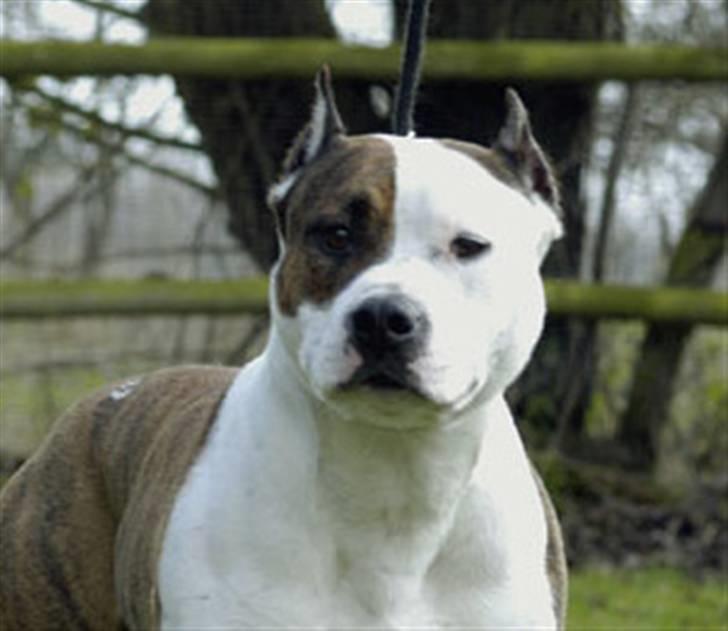 Amerikansk staffordshire terrier Chester "US Champ" billede 8