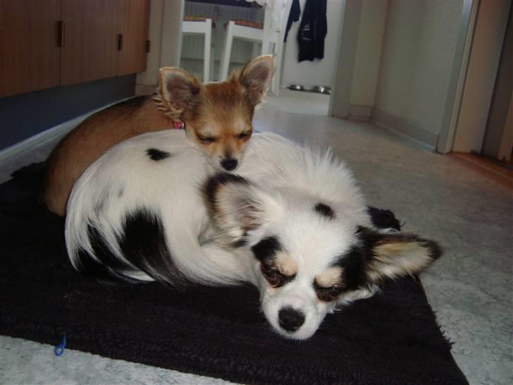 Chihuahua Emma billede 6