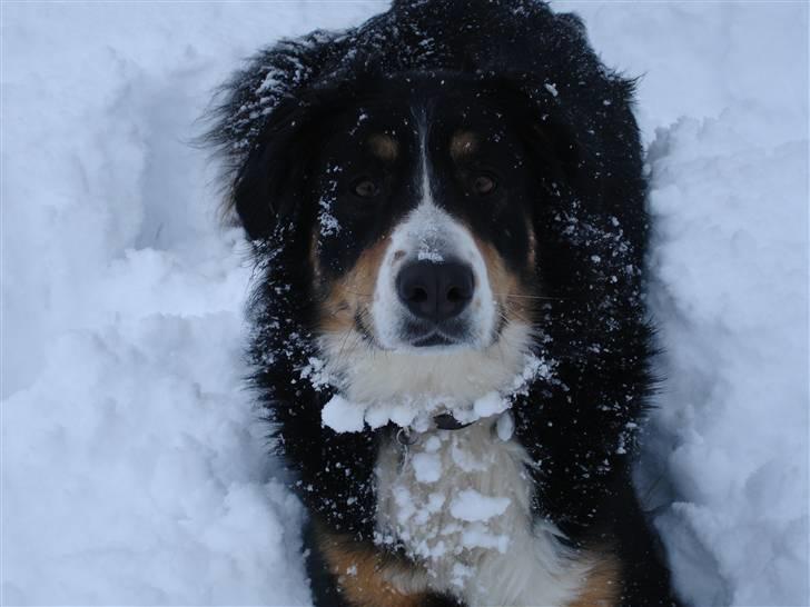 Berner sennenhund Bella - Bella, januar 2010 billede 14