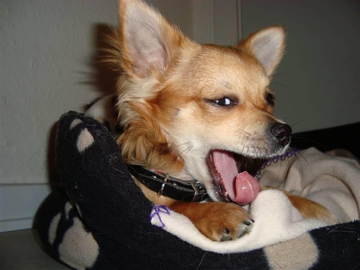 Chihuahua Emma billede 8