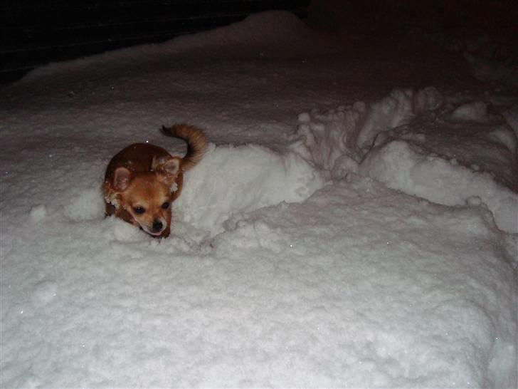 Chihuahua Emma billede 9