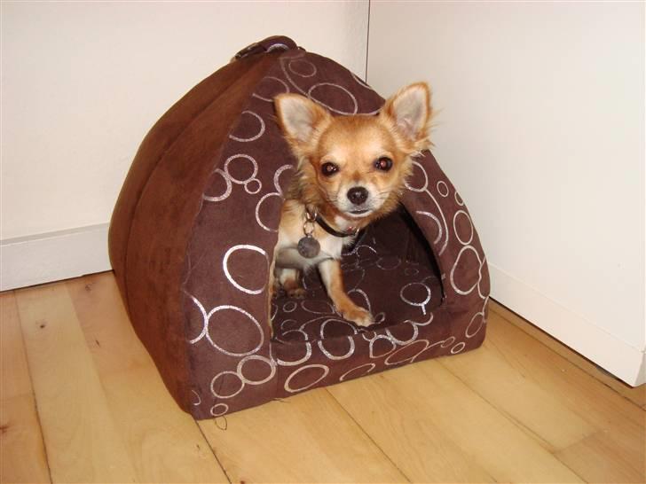 Chihuahua Emma billede 10