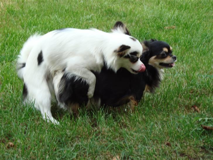 Chihuahua Kalle billede 13