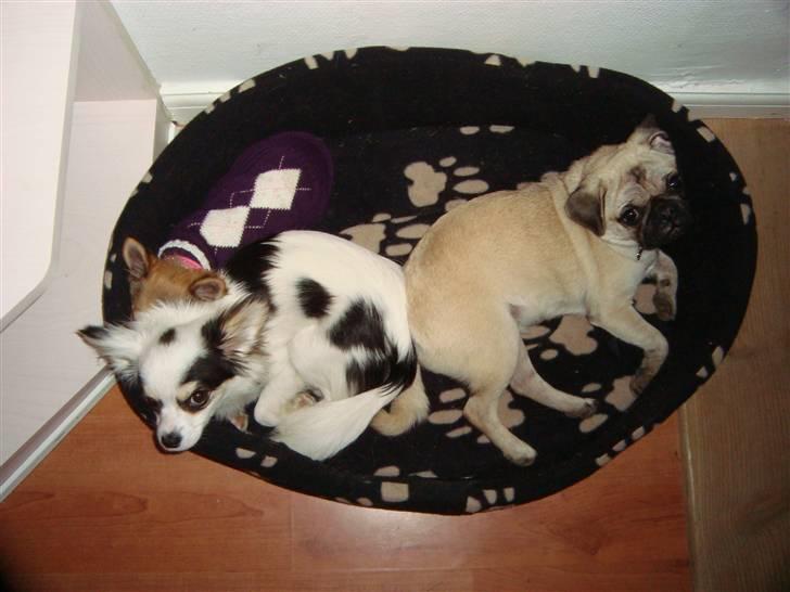 Chihuahua Kalle billede 14