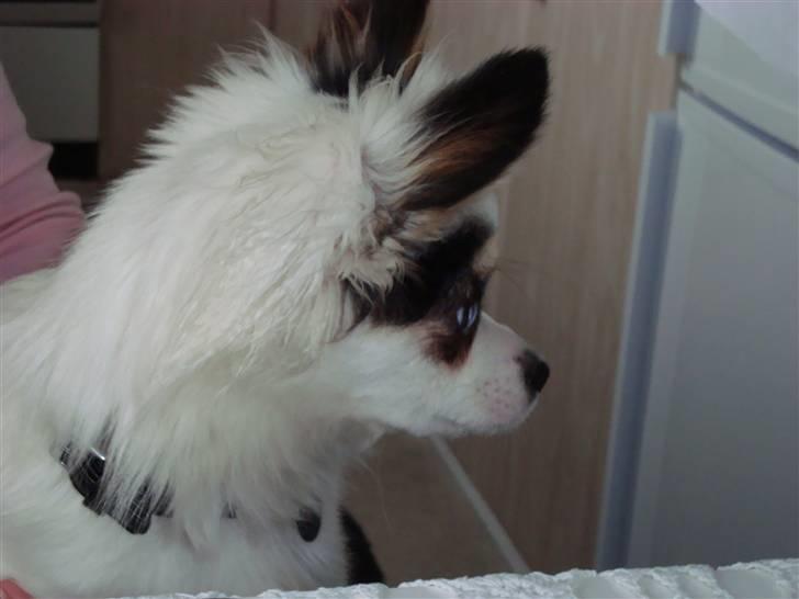 Chihuahua Kalle billede 15