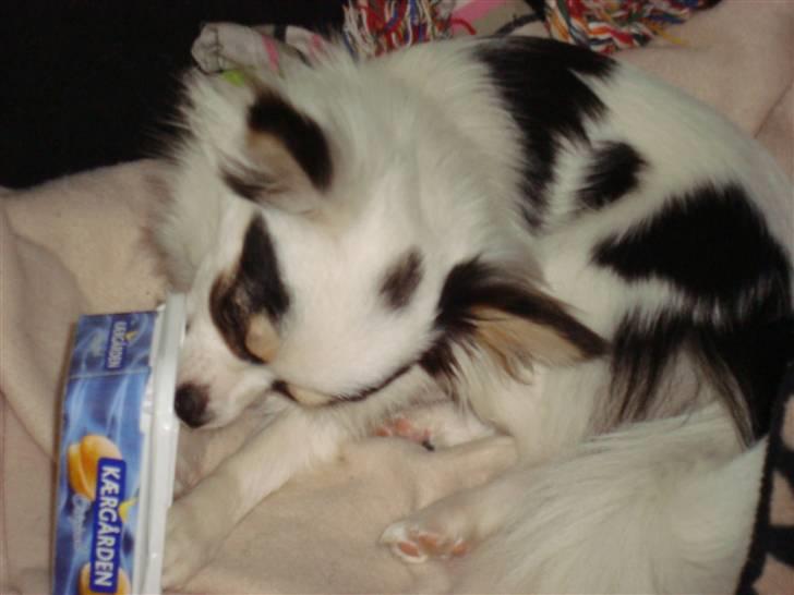 Chihuahua Kalle billede 16