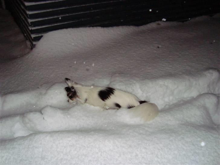 Chihuahua Kalle billede 17