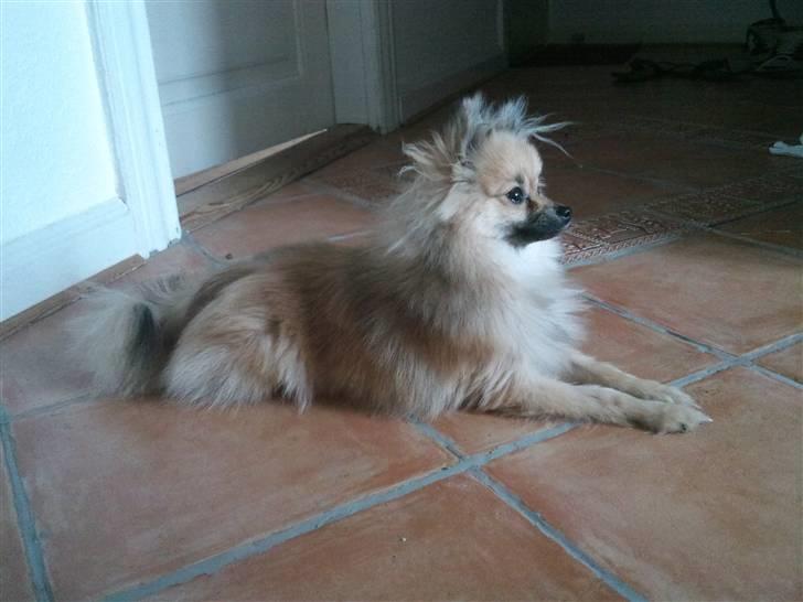 Pomeranian Fennie - Hej alle sammen og velkommen til min profil :) billede 2