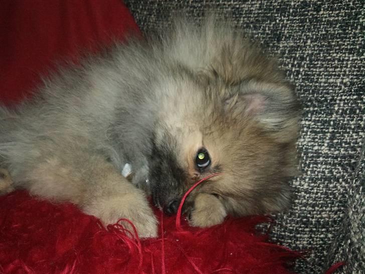 Pomeranian Fennie - Fjolletrolden 13 uger gammel :) billede 4
