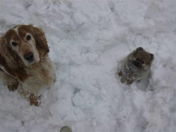 Pomeranian Fennie - Storebror Vaks og lillesøster Fennie :) - (14 uger - altså Fennie :p) billede 6
