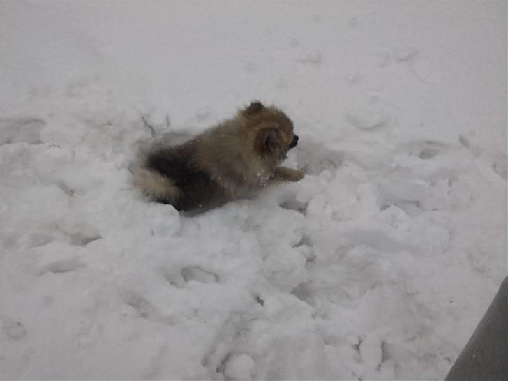Pomeranian Fennie - Fennie har fundet et fortidslevn (en gren!) :) - (14 uger gammel) billede 7